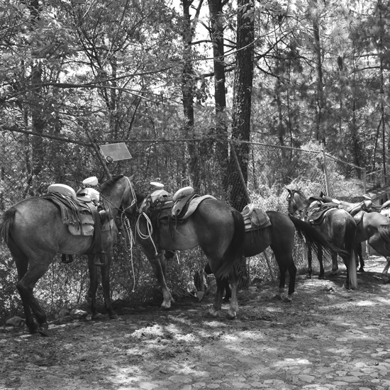 Paseo a Caballo